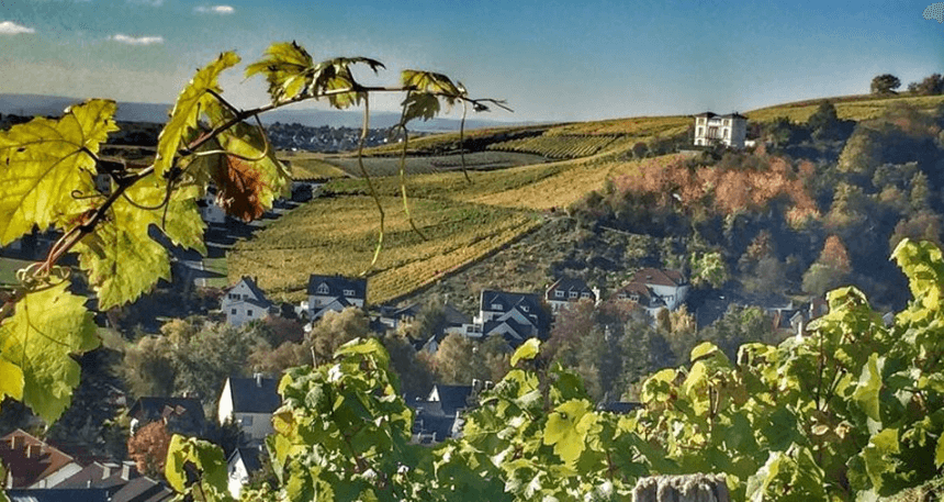 Weinberge im Rheingau bei Martinsthal